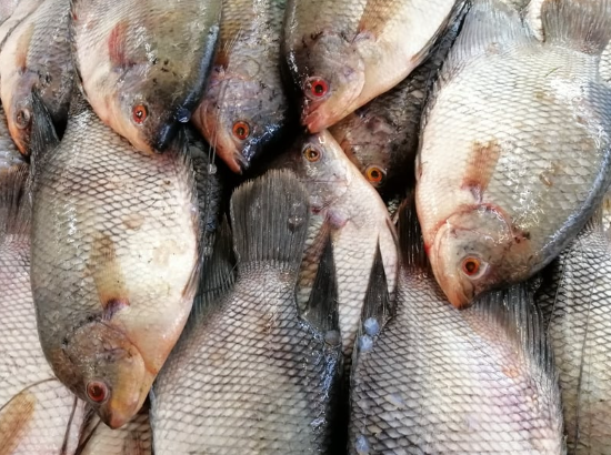MPASI ikan lokal, ikan untuk MPASI, pengganti salmon untuk bayi, menu MPASI ikan, manfaat ikan untuk bayi, ikan sehat untuk bayi, Bunda, si Kecil